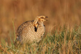 _MG_6300 Attwaters Prairie-Chicken.jpg