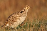 _MG_6310 Attwaters Prairie-Chicken.jpg