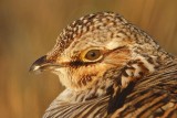 _MG_6438 Attwaters Prairie-Chicken.jpg