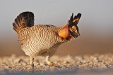 _MG_6765 Attwaters Prairie-Chicken.jpg