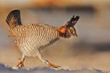 _MG_6779 Attwaters Prairie-Chicken.jpg