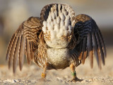 _MG_6789 Attwaters Prairie-Chicken.jpg
