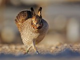 _MG_6829 Attwaters Prairie-Chicken.jpg