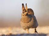 _MG_6846 Attwaters Prairie-Chicken.jpg