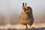 _MG_6850 Attwaters Prairie-Chicken.jpg