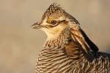 _MG_6879 Attwaters Prairie-Chicken.jpg