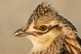 _MG_6880 Attwaters Prairie-Chicken.jpg