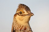 _MG_6900 Attwaters Prairie-Chicken.jpg