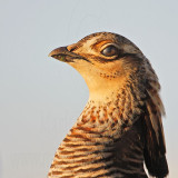 _MG_6906 Attwaters Prairie-Chicken.jpg