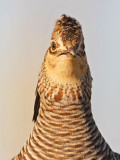 _MG_6953 Attwaters Prairie-Chicken.jpg