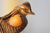 _MG_6991 Attwaters Prairie-Chicken.jpg