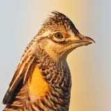 _MG_7007 Attwaters Prairie-Chicken.jpg