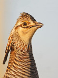 _MG_7036 Attwaters Prairie-Chicken.jpg