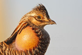 _MG_7044 Attwaters Prairie-Chicken.jpg