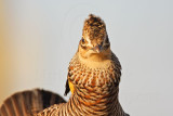 _MG_7059 Attwaters Prairie-Chicken.jpg