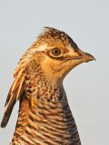 _MG_7075 Attwaters Prairie-Chicken.jpg