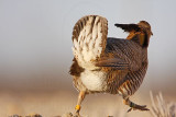 _MG_7116 Attwaters Prairie-Chicken.jpg
