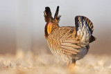 _MG_7126 Attwaters Prairie-Chicken.jpg