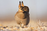 _MG_7130 Attwaters Prairie-Chicken.jpg