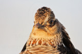 _MG_7164 Attwaters Prairie-Chicken.jpg