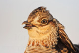 _MG_7166 Attwaters Prairie-Chicken.jpg