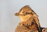 _MG_7172 Attwaters Prairie-Chicken.jpg