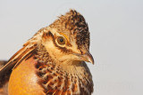 _MG_7179 Attwaters Prairie-Chicken.jpg