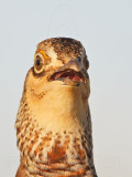 _MG_7180 Attwaters Prairie-Chicken.jpg