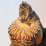 _MG_7215 Attwaters Prairie-Chicken.jpg