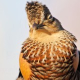 _MG_7216 Attwaters Prairie-Chicken.jpg