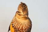 _MG_7252 Attwaters Prairie-Chicken.jpg