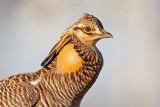 _MG_7356 Attwaters Prairie-Chicken.jpg