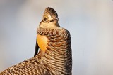 _MG_7362 Attwaters Prairie-Chicken.jpg