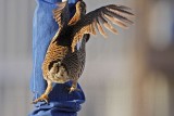 _MG_7394 Attwaters Prairie-Chicken.jpg