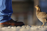 _MG_7415 Attwaters Prairie-Chicken.jpg