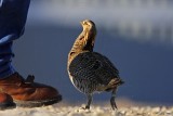 _MG_7433 Attwaters Prairie-Chicken.jpg