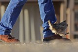 _MG_7476 Attwaters Prairie-Chicken.jpg