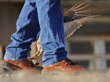 _MG_7479 Attwaters Prairie-Chicken.jpg