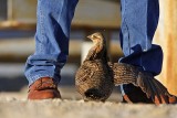_MG_7549 Attwaters Prairie-Chicken.jpg