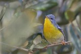 _MG_0885 Tropical Parula.jpg