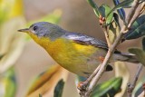 _MG_0909 Tropical Parula.jpg