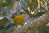 _MG_1244 Tropical Parula.jpg