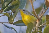 _MG_1254 Tropical Parula.jpg