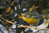 _MG_1856 Tropical Parula.jpg