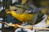 _MG_1856crop Tropical Parula.jpg