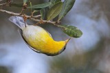 _MG_1931 Tropical Parula.jpg