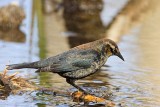 _MG_9260 Rusty Blackbird.jpg