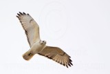 _MG_8654 Red-tailed Hawk.jpg