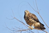 _MG_4644 Swainsons Hawk.jpg