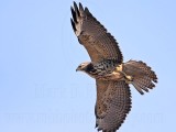 _MG_4730 Swainsons Hawk.jpg